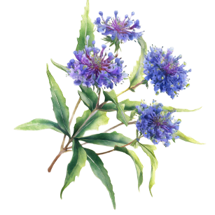 Caryopteris