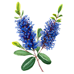 Ceanothus