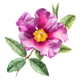 Cistus