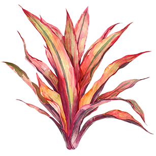 Cordyline