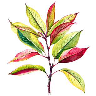 Cornus