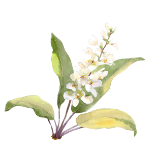 Exochorda
