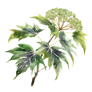 Fatsia