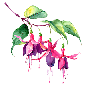 Fuchsia