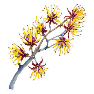 Hamamelis