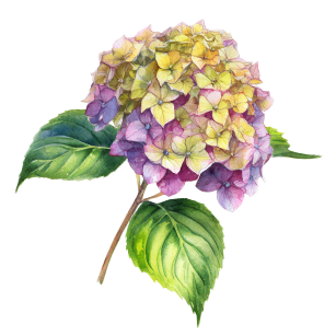 Hydrangea