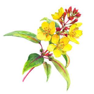 Hypericum