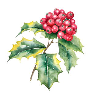 Ilex