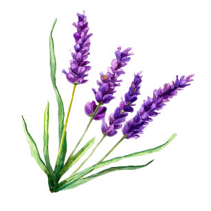Lavender