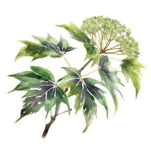 Ligustrum