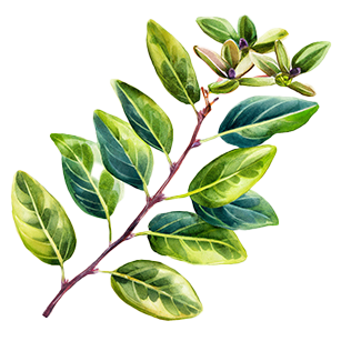 Lonicera