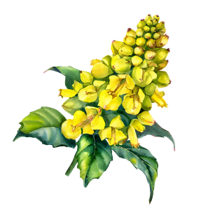 Mahonia