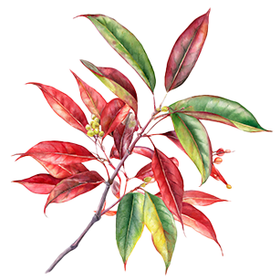 Nandina