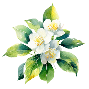 Philadelphus 