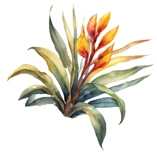 New Zealand Flax
