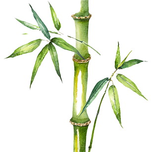 Phyllostachys
