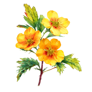 Potentilla