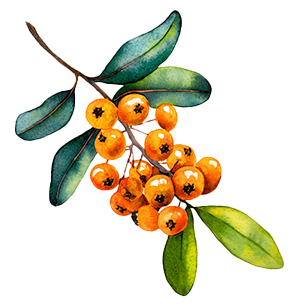 Pyracantha