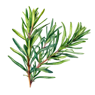 Rosemary
