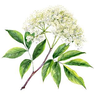 Sambucus