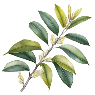 Sarcococca