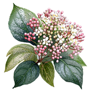 Viburnum