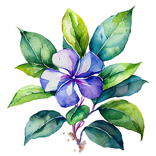 Vinca