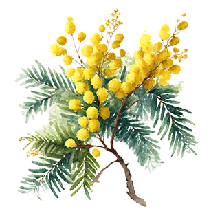 Acacia