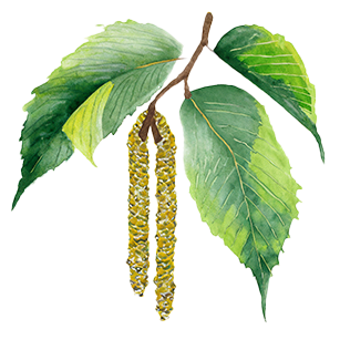 Alnus