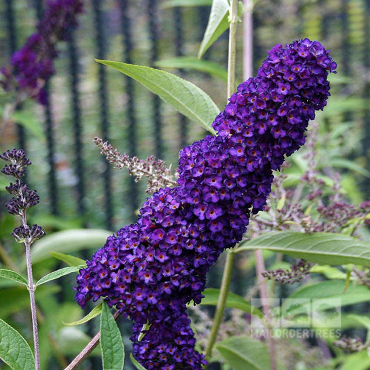 Buddleja Black Knight - Butterfly Bush