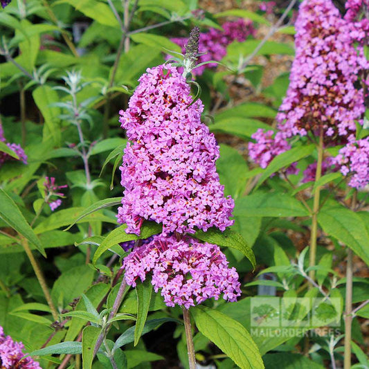 Buddleja Pink Delight - Butterfly Bush