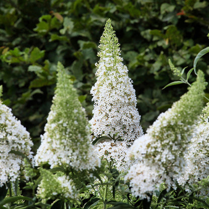 Buddleja 'White Profusion'