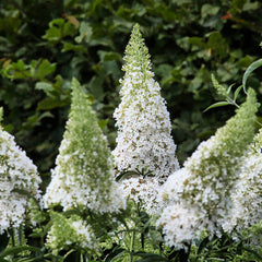 Buddleja 'White Profusion'