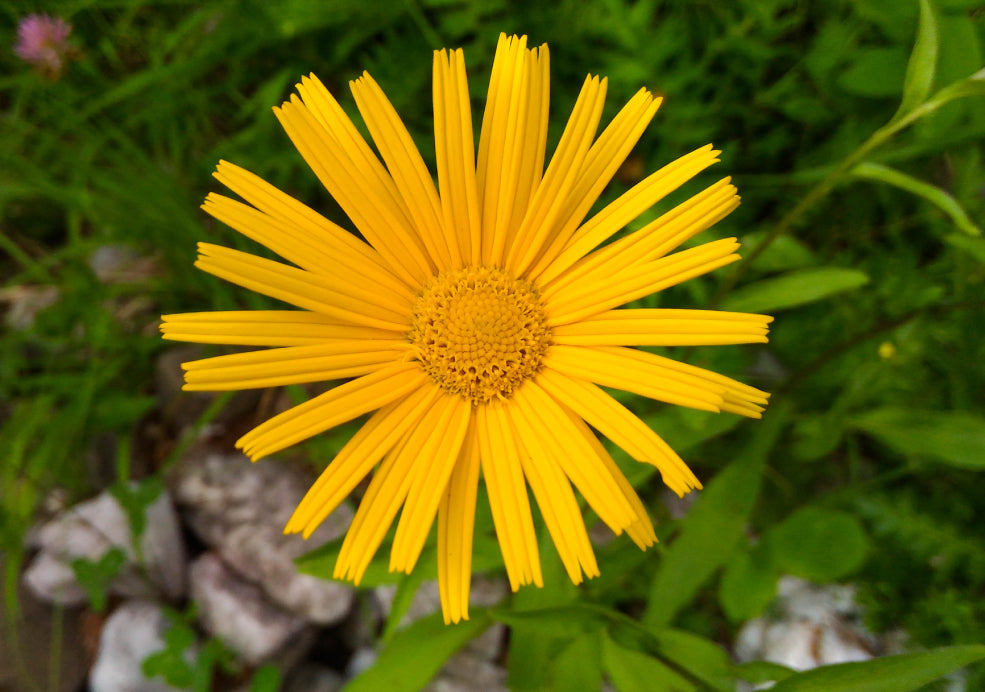 Buphthalmum: A Bright and Cheerful Addition.