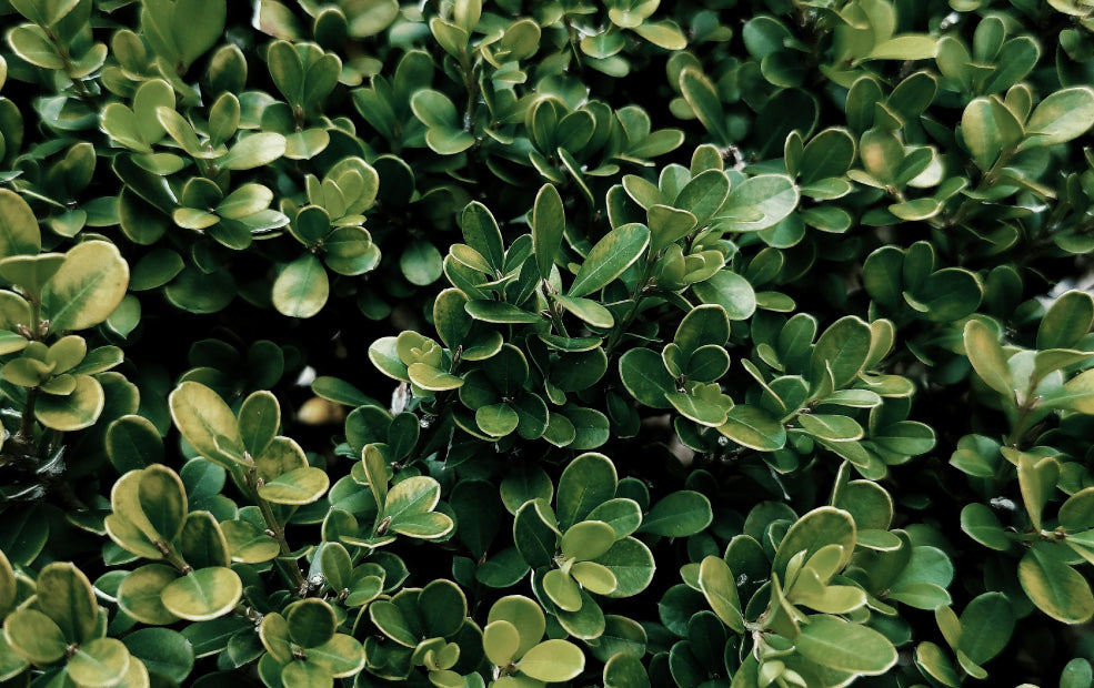 Buxus: Timeless Elegance for Any Garden.