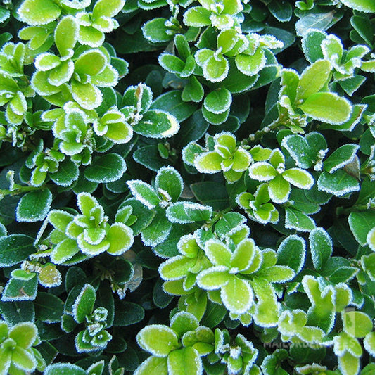 Buxus sempervirens - Common Box Plant