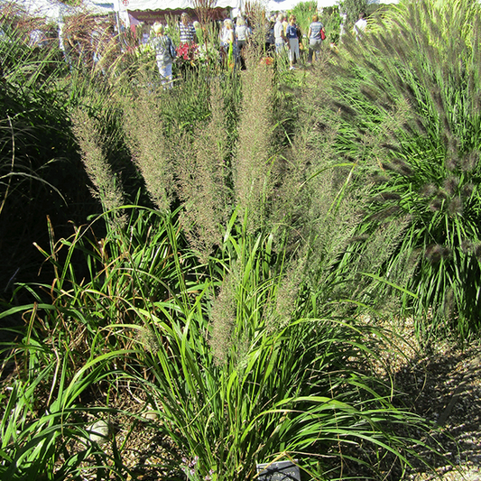Calamagrostis brachytricha