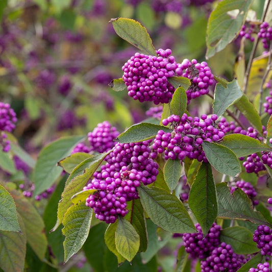 Callicarpa 'Profusion'