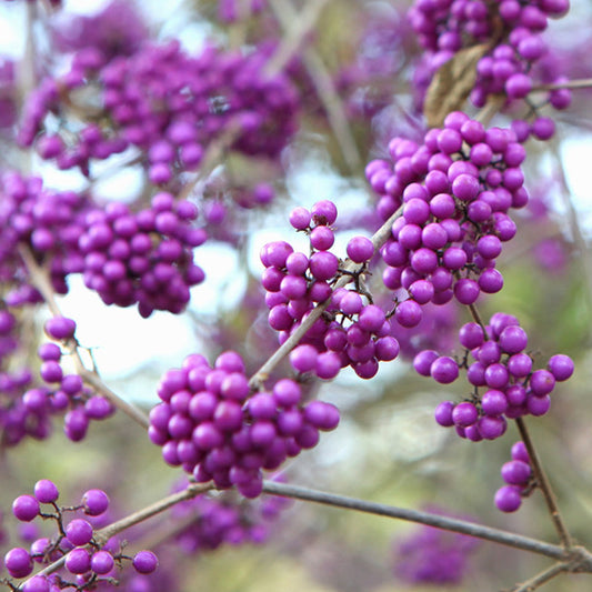 Callicarpa 'Profusion'