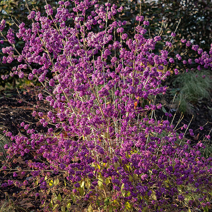 Callicarpa 'Profusion'