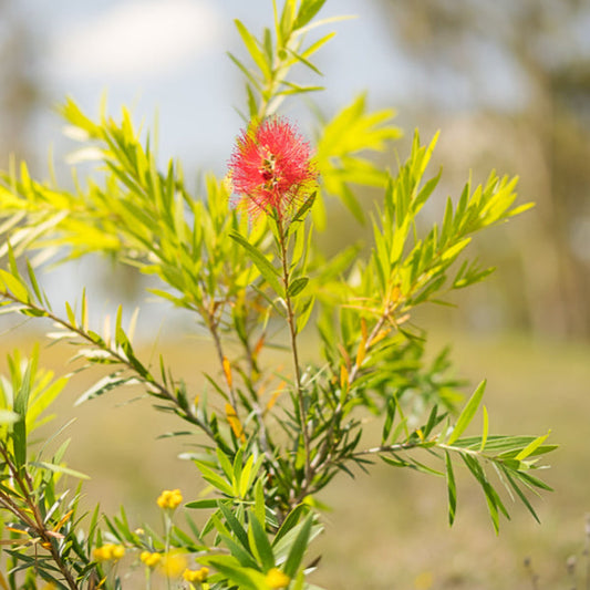 Callistemon Captain Cook - Bottlebrush