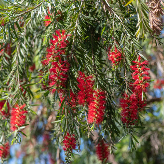 Callistemon Hannah Ray - Weeping Bottlebrush