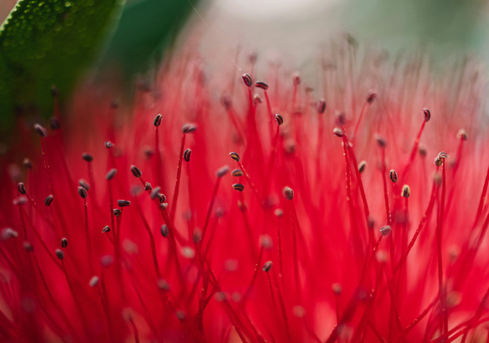 Low-Maintenance and Pollinator-Friendly.