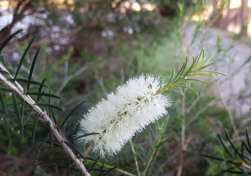 Long-Lasting Colour and Evergreen Foliage.
