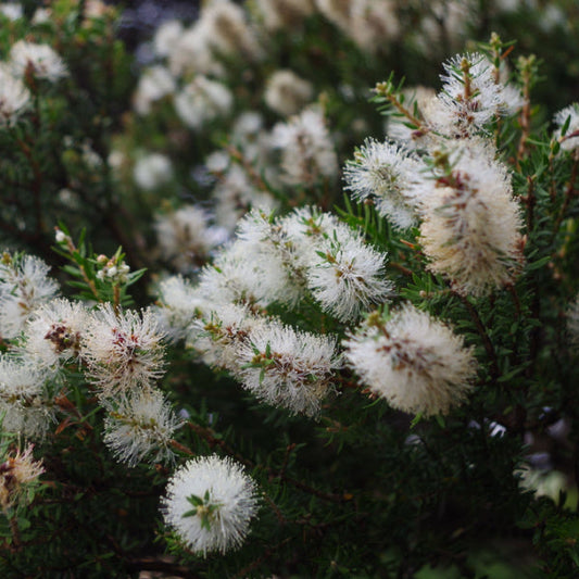 Callistemon salignus - Willow Bottlebrush