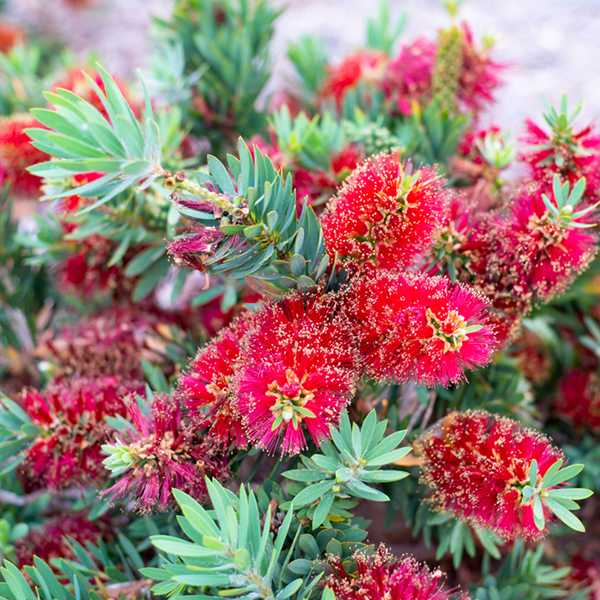 Callistemon Red Clusters - Australian Bottlebrush