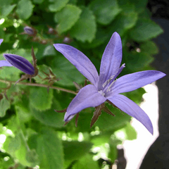 Campanula garganica