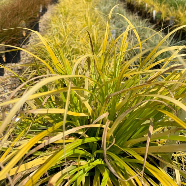 Close-up of Carex Everillo, an ornamental Japanese Sedge, displaying long, thin, lime-green leaves glistening in sunlight and surrounded by similar plants—ideal for a low-maintenance garden.