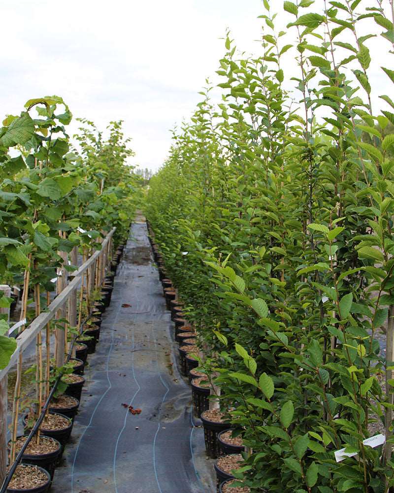 Rows of young Carpinus betulus Fastigiata - Upright Hornbeam Trees in black pots are lined up on a plastic-covered path in the nursery, showcasing these elegant trees.