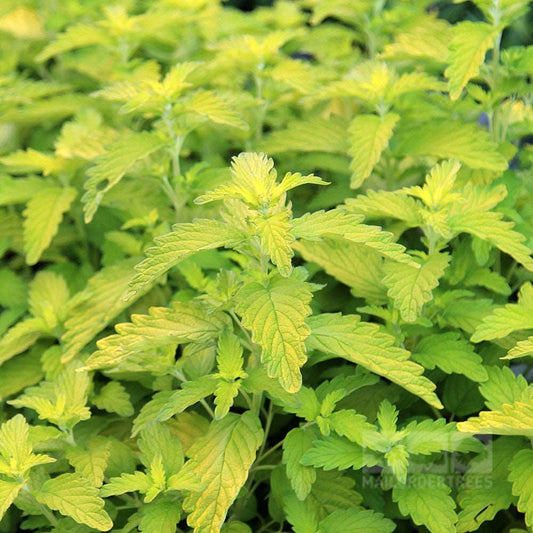 Caryopteris x cland. Hint of Gold - Lisaura